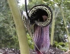 Arisaema kiushianum